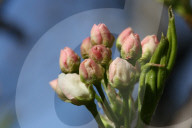 Spring Season In Toronto