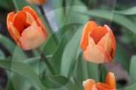 Spring Season In Toronto