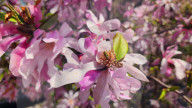 Spring Season In Toronto