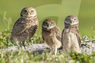 Owls And Their Owlets
