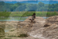 Juvenile American Bald Eagle In Ohio