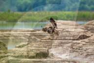 Juvenile American Bald Eagle In Ohio