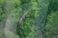 Juvenile American Bald Eagle In Ohio