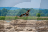 Juvenile American Bald Eagle In Ohio