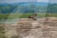 Juvenile American Bald Eagle In Ohio