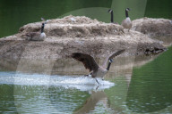 Juvenile American Bald Eagle In Ohio