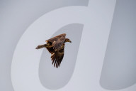 Juvenile American Bald Eagle In Ohio