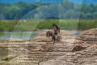 Juvenile American Bald Eagle In Ohio