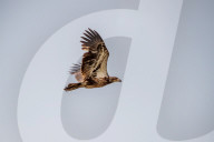 Juvenile American Bald Eagle In Ohio