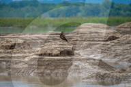 Juvenile American Bald Eagle In Ohio