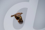 Juvenile American Bald Eagle In Ohio