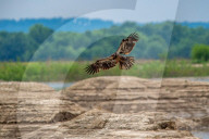 Juvenile American Bald Eagle In Ohio