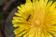 Black Carpenter Ant On A Dandelion Flower