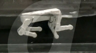 Doggy-paddling robot dog