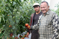 Tomato Harvest In Indonesia