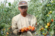 Tomato Harvest In Indonesia