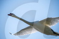 Wildlife At The Fernald Nature Preserve