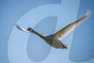 Wildlife At The Fernald Nature Preserve