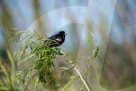 Wildlife At The Fernald Nature Preserve