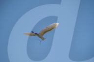 Wildlife At The Fernald Nature Preserve