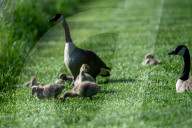 Wildlife At The Fernald Nature Preserve
