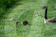 Wildlife At The Fernald Nature Preserve
