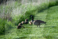 Wildlife At The Fernald Nature Preserve