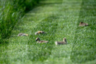 Wildlife At The Fernald Nature Preserve