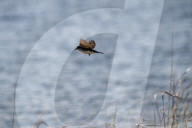 Wildlife At The Fernald Nature Preserve
