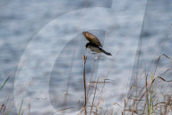 Wildlife At The Fernald Nature Preserve