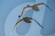 Wildlife At The Fernald Nature Preserve