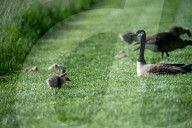 Wildlife At The Fernald Nature Preserve