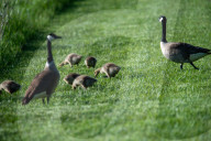 Wildlife At The Fernald Nature Preserve