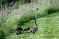 Wildlife At The Fernald Nature Preserve