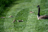 Wildlife At The Fernald Nature Preserve