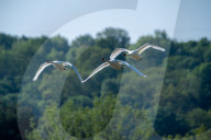 Wildlife At The Fernald Nature Preserve
