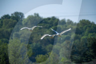Wildlife At The Fernald Nature Preserve