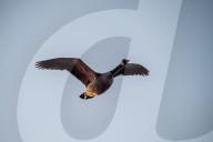 Wildlife At The Fernald Nature Preserve