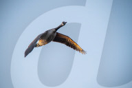 Wildlife At The Fernald Nature Preserve