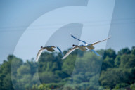 Wildlife At The Fernald Nature Preserve