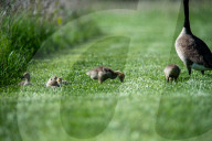 Wildlife At The Fernald Nature Preserve