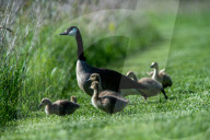 Wildlife At The Fernald Nature Preserve
