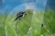 Wildlife At The Fernald Nature Preserve