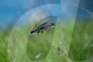Wildlife At The Fernald Nature Preserve