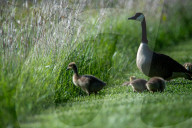 Wildlife At The Fernald Nature Preserve