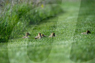 Wildlife At The Fernald Nature Preserve