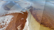 Record Seaweed Surges At South Florida Beaches