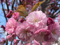Kwanzan Japanese Cherry Tree Blossoms In Toronto, Canada