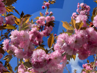 Kwanzan Japanese Cherry Tree Blossoms In Toronto, Canada