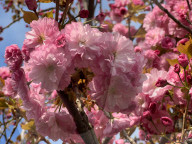 Kwanzan Japanese Cherry Tree Blossoms In Toronto, Canada